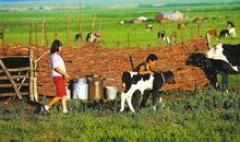 记忆中的蒙古草原