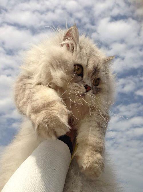 我心爱的宠物猫