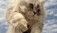 我心爱的宠物猫