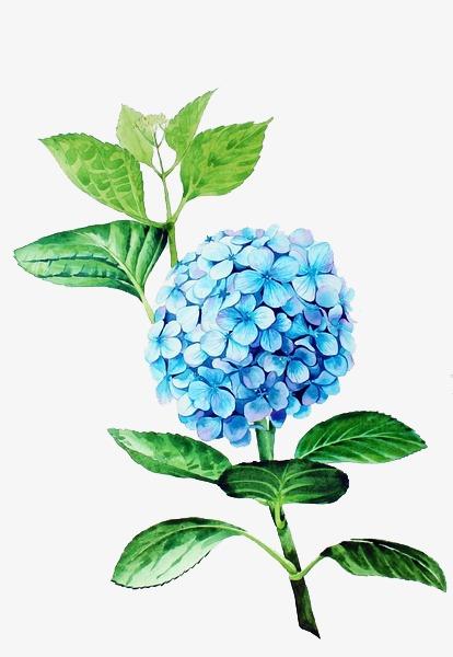 绣球花的微笑