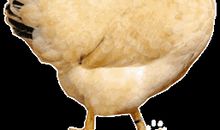 爷爷家的那只母鸡