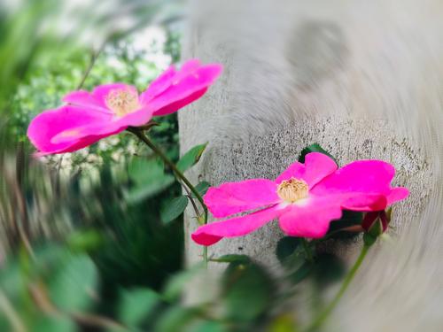 五月花开