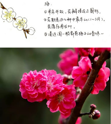 那朵暖花