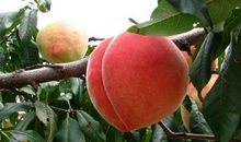 源东桃子，人间仙果