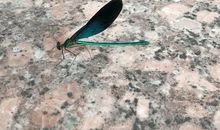 倒霉的不速之客