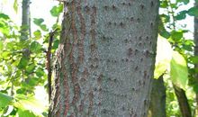 我在杨树下成长