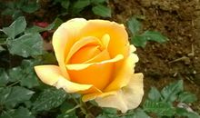 怒放在歌声中的鲜花