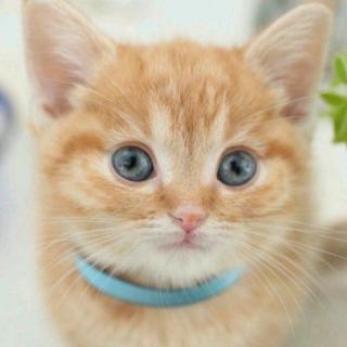 顽皮的小猫