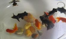 我家的宠物小金鱼