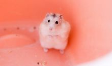 小仓鼠“贝贝”