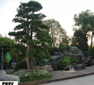 荒野花园之旅