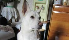 我当了回“假新娘”