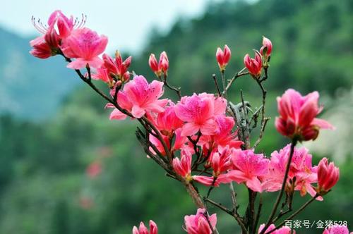 见杜鹃花
