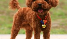 我的小伙伴泰迪狗