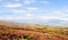 游蓝天栗山花海