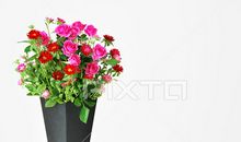 一株植物的启示