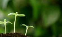 我就是一粒会发芽的种子