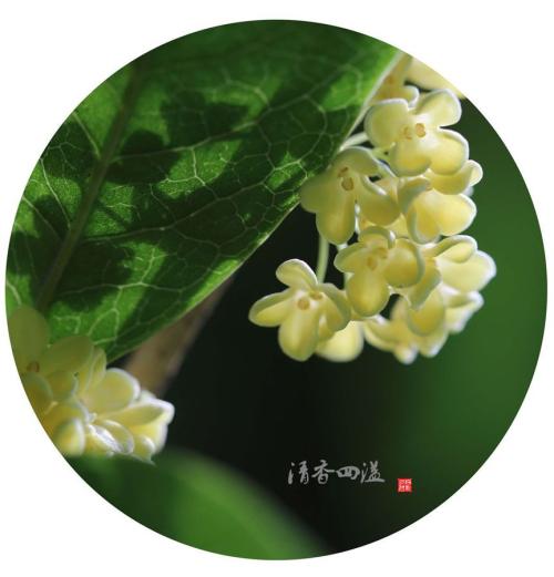 桂花
