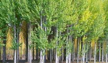 赞美白杨树的作文