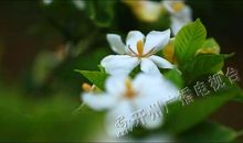 绽放在内心深处的栀子花