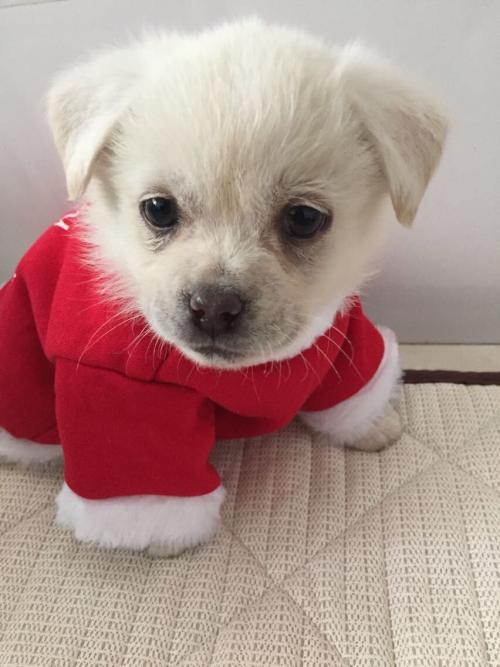 幼犬特征