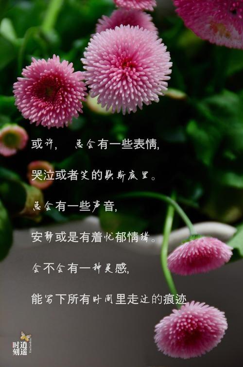 青春如雏菊