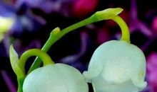 如果有缘再相见