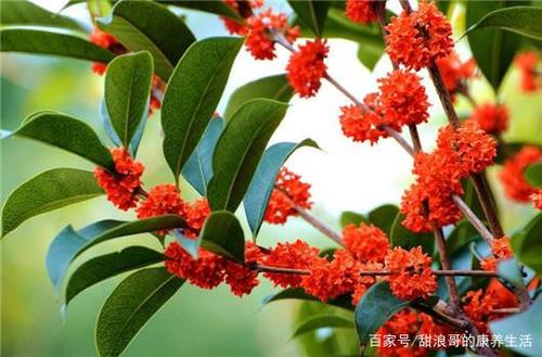 美丽的金贵