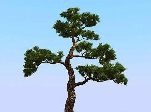 恒松