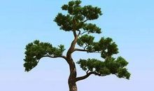 坚忍不拔的松树