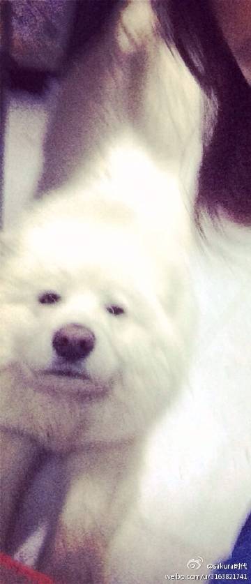 小狗飞向月球