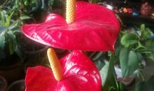 开在心中的自信之花