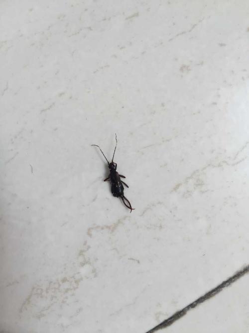 那个臭虫