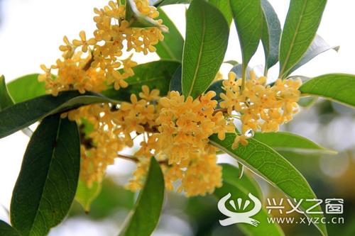 桂花清香游戏