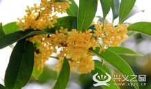 桂花香里的运动会