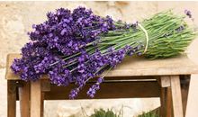 薰衣草味的记忆