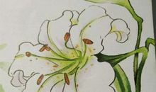 绽放吧！自信之花