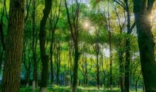 森林中的表演会