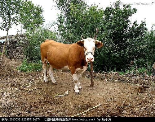 老牛问路