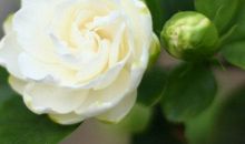 盛开的栀子花读后感