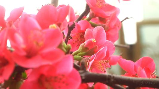 掌声，鲜花在我心中绽放