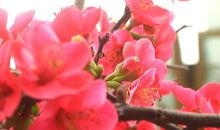 掌声，在心中开出了花