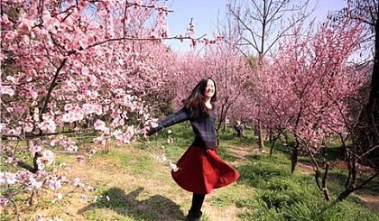 临武洞梅花