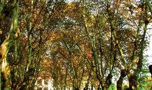 梧桐树下的欢乐