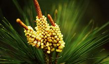 神奇的多功能花