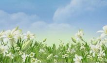 盛开在心田的花儿