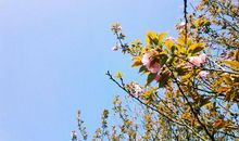 梅花进入了我的视线