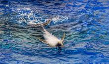 我最喜欢的海洋动物“海豚”