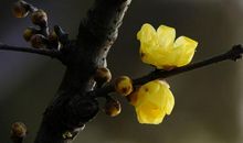 蜡梅花