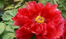 心中，繁花似锦